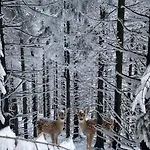 Biala Perla Czarna Gora * Heudorf