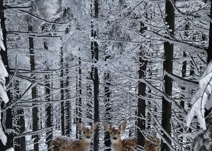 Biala Perla Czarna Gora * Sienna (Klodzko)