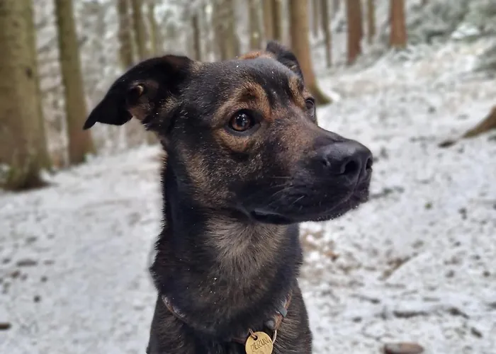 Biala Perla Czarna Gora Sienna (Klodzko)